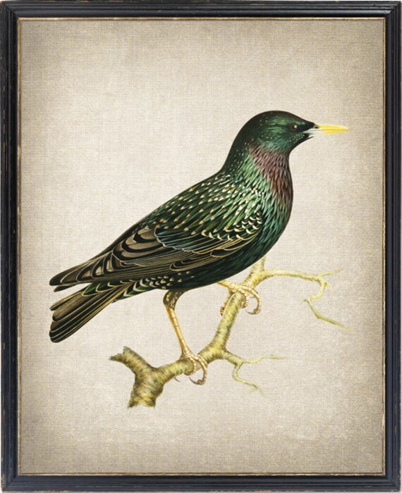 ヨーロッパムクドリの鳥のプリント、ヴィンテージイラスト、鳥類学の