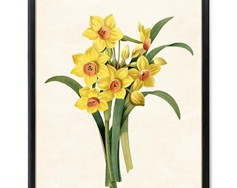 Narcisos amarillos imprimibles, ilustración floral vintage, impresión botánica para pared. DESCARGA INSTANTÁNEA.