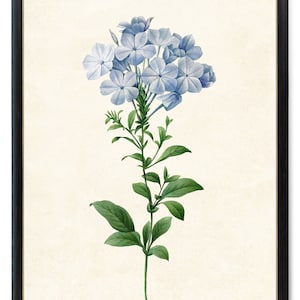 Blue Flower Printable, P.J. Redoute Vintage Illustration, Plumbago Flowers Botanical Wall Art INSTANT DOWNLOAD