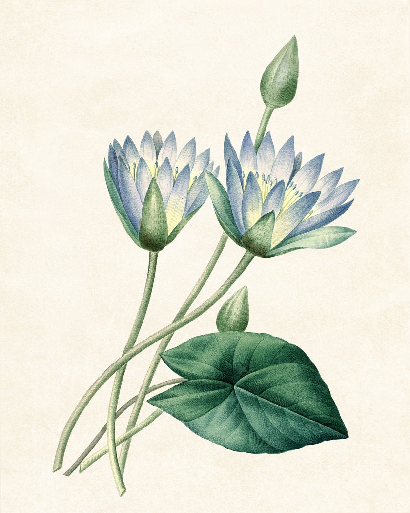 Blue Lotus Print, Antique Flower Illustration, Botanical Wall Art ...
