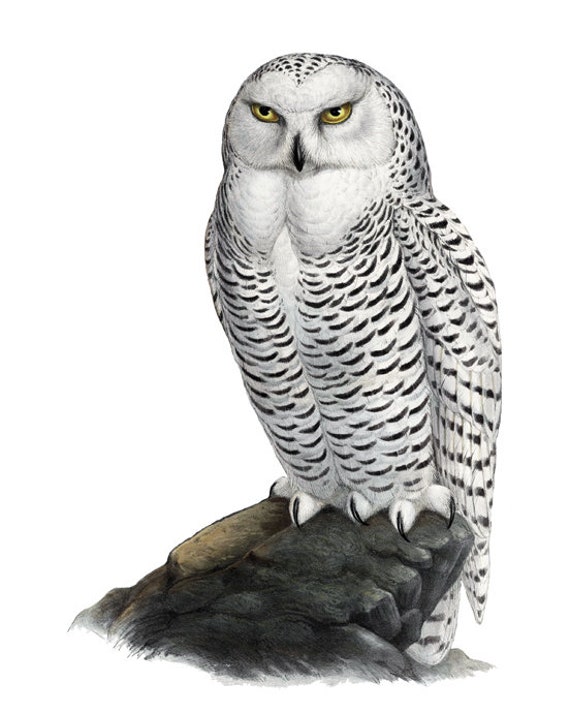 Snowy Owl Digital Download, Vintage Illustration, Natural