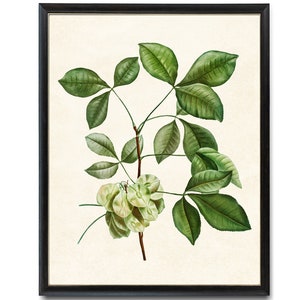 Digital Download 8x10 Art Print / Flowering Hoptree Plant Vintage Botanical Illustration
