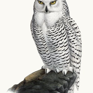 Harfang des neiges Clipart imprimable, illustration d'oiseau vintage, usage commercial, fond Transparent fichier PNG TÉLÉCHARGEMENT IMMÉDIAT