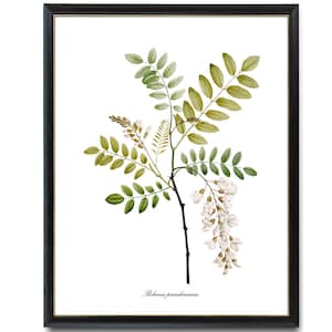 Könnte beinhalten: Eine botanische Illustration einer Robinia pseudoacacia Pflanze mit weißen Blüten und grünen Blättern. Die Pflanze ist im Vintage-Stil mit filigranen Details dargestellt.