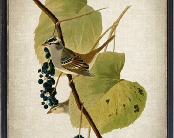 vintage Art Bird and Botanical Print, Illustration de moineau à couronne blanche, Téléchargement instantané Imprimable