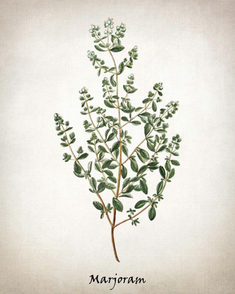 Printable Herb Set Marjoram Mint Lemon Balm and Coriander Etsy