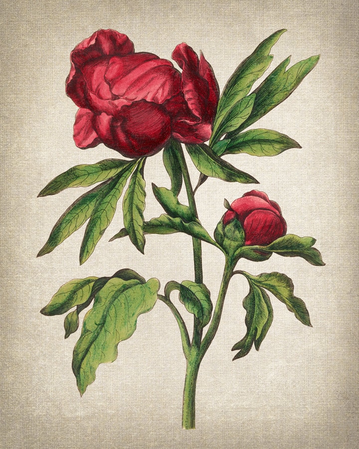 Antique Flowers Set of 9 Digital Prints, 18th Century Floral