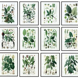 Tropical Plant Studies Set of 12, 8x10 Printables, Antique Scientific Illustrations, Botany Botanicals Plant Study Prints INSTANT DOWNLOAD