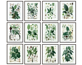 Tropical Plant Studies Set of 12, 8x10 Printables, Antique Scientific Illustrations, Botany Botanicals Plant Study Prints INSTANT DOWNLOAD