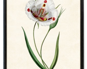 Circa 1592 Flemish Botanical Watercolor Snail Lilly Provincial Canvas Print A4 
