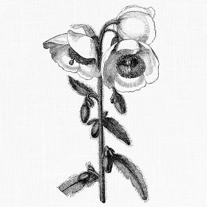 Image clipart fleurs de pavot de l'Himalaya, illustration botanique vintage, clipart à usage commercial, fichier Image PNG transparent imprimable