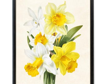 Impresión artística de flores de primavera, descarga digital, ilustración vintage de narcisos, arte mural botánico imprimible
