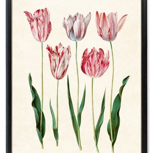 Print Up To 24x30 Inches Spring Tulips Digital Download, Vintage Flower Illustration, Tulip Flowers Botanical Wall Art Printable