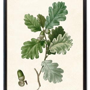 May include: A vintage botanical illustration of an oak branch with green leaves and acorns. The illustration is on a cream-colored background.