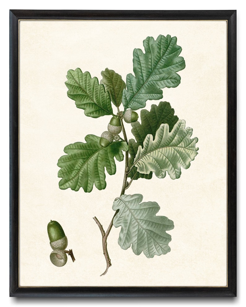 May include: A vintage botanical illustration of an oak branch with green leaves and acorns. The illustration is on a cream-colored background.
