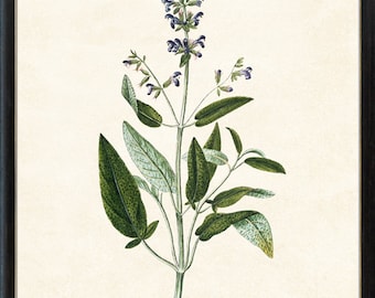 Utskrivbar salviaört, kulinarisk örtväxt antik illustration, botanisk konsttryck för kök, omedelbar digital nedladdning