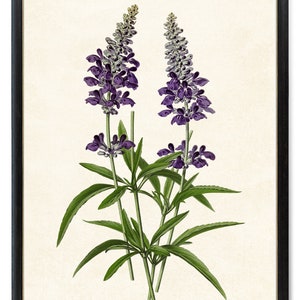 Print Up To 24x30 Inches Purple Sage Art Print, Digital Download, Botanical Flower Illustration, Purple Flowers Printable Wall Art