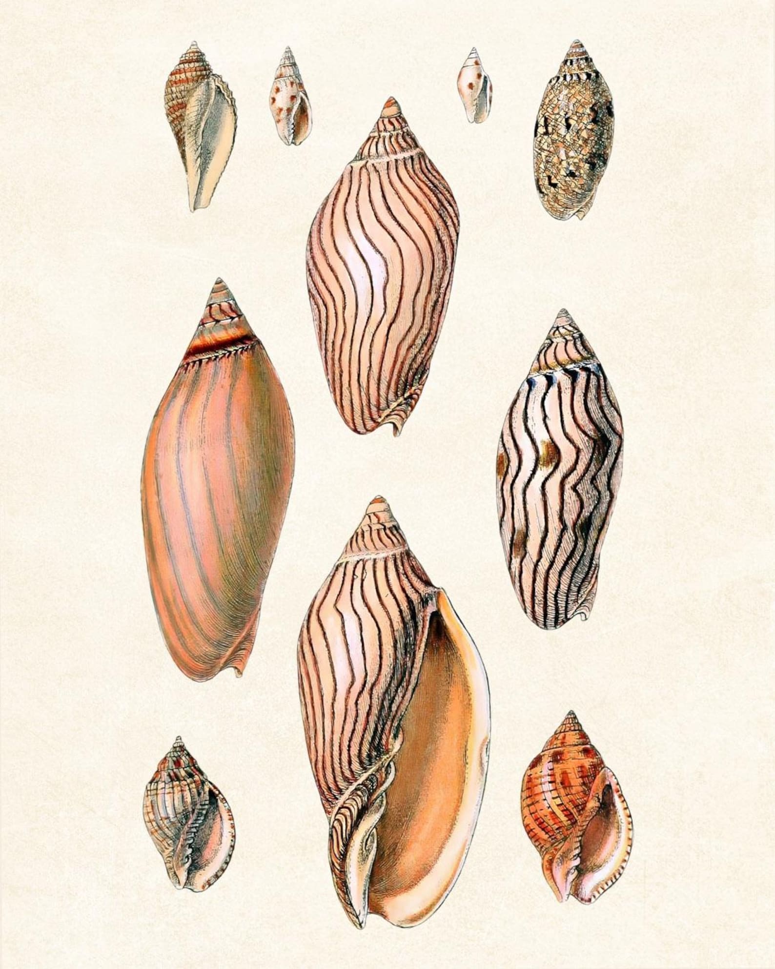 Shell Prints Small Shells Set of 12 Shells, 8x10 Digital Prints, Vintage Seashell Illustrations ...