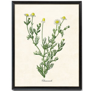 May include: A framed botanical print of chamomile flowers. The artwork features detailed illustrations of the plant's stems, leaves, and white and yellow flowers. The word "Chamomile" is written in a script font at the bottom of the print.
