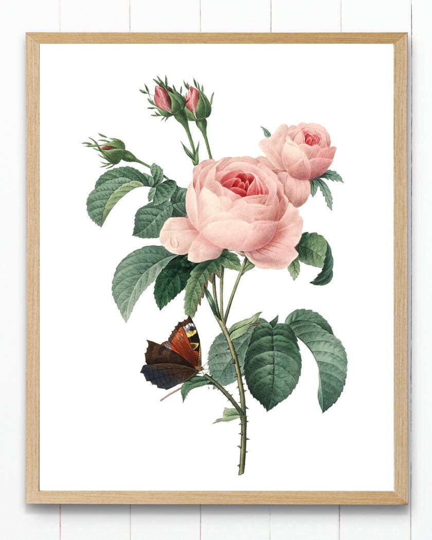 Print up to 24x30 Inches Pink Roses Printable, P.J. Redoute