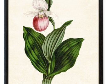 Pink and White Lady's Slipper Orchid Printable, Vintage Illustration, Botanical Wall Art Print Instant Digital Download