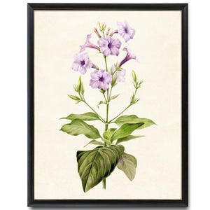 Purple Flowers Printable, &#39;Wild Petunia&#39; Vintage Flower Illustration, Botanical Wall Art Print INSTANT DOWNLOAD