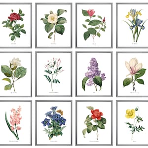 P.J. Redoute Flowers Set of 12, 8x10 Printables, Antique Flower Illustrations, Redoute Botanical Art  Prints INSTANT DOWNLOAD