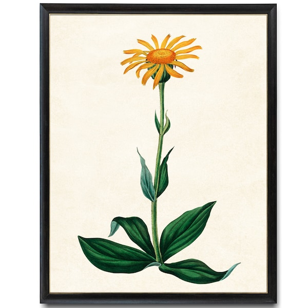 Digitaler Download 8x10 Kunstdruck / Wolfs Bane Pflanze Orange Blume Vintage Botanische Illustration Druckbare Wandkunst