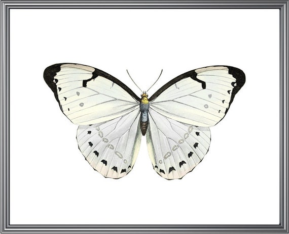 White Morpho Butterfly Printable Art Vintage Insect - Etsy