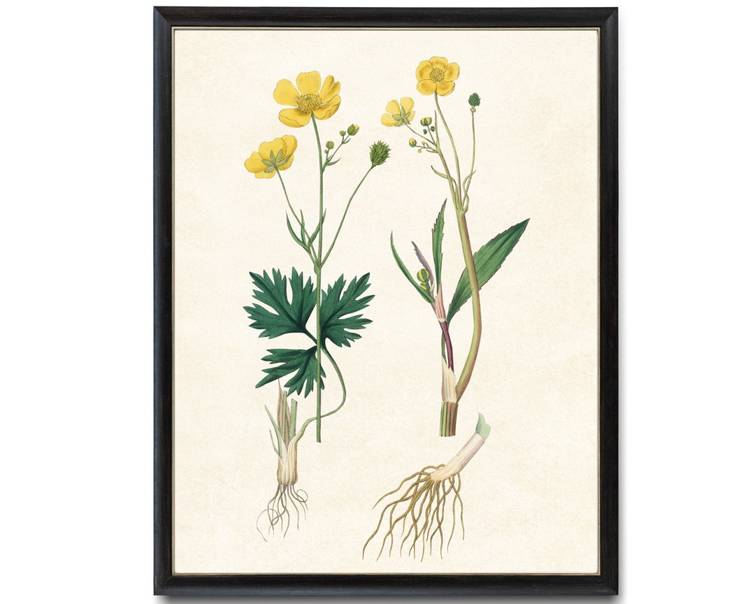 Yellow Flowers Digital Download 8x10 Art Print / Lesser Spearwort Plant ...