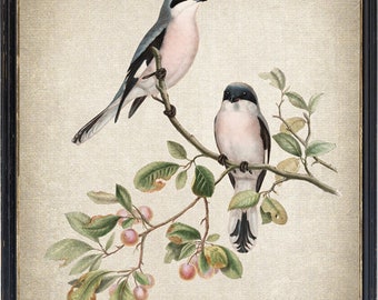 Bird Printable, Rose Breasted Shrike Antique Illustration, Instant Wall Art Print, Digital Download
