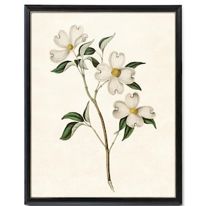 White Dogwood Printable, Vintage Illustration, 'Cornus Florida' Botanical Wall Art Print INSTANT DOWNLOAD