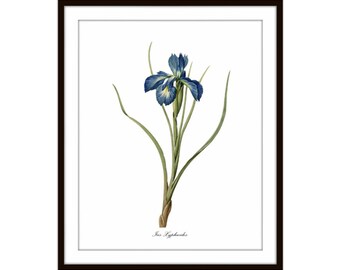 antique victorian botanical print lavender blue iris ornamental flower illustration digital download