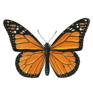 Art imprimable papillon monarque, illustration d'insecte vintage, histoire naturelle, décoration d'art murale minimale TÉLÉCHARGEMENT IMMÉDIAT image 5