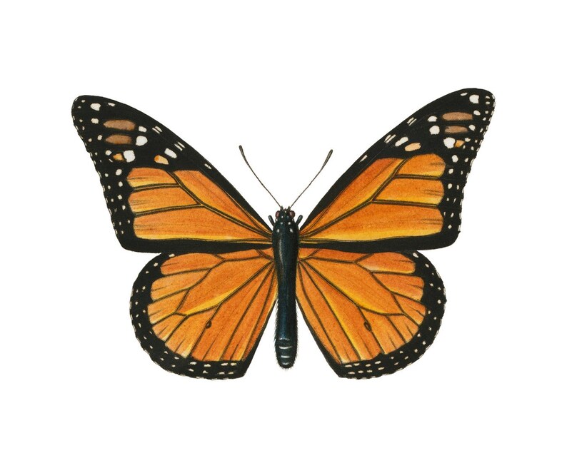 Art imprimable papillon monarque, illustration d'insecte vintage, histoire naturelle, décoration d'art murale minimale TÉLÉCHARGEMENT IMMÉDIAT image 5