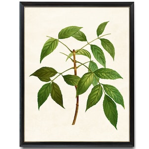Digital Download Art Print / American Ash Tree Branch Vintage Botanical Illustration