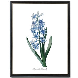 Afdrukbare blauwe hyacint, P.J. Redoute Art &#39;Hyacinthus Orientalis&#39;, antieke bloem illustratie, digitale download, botanische Wall Art Print