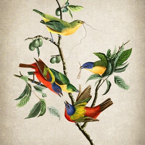 May include: A vintage illustration depicting four colourful birds perched on branches of a leafy tree. The birds are a vibrant mix of red, yellow, blue, and green.