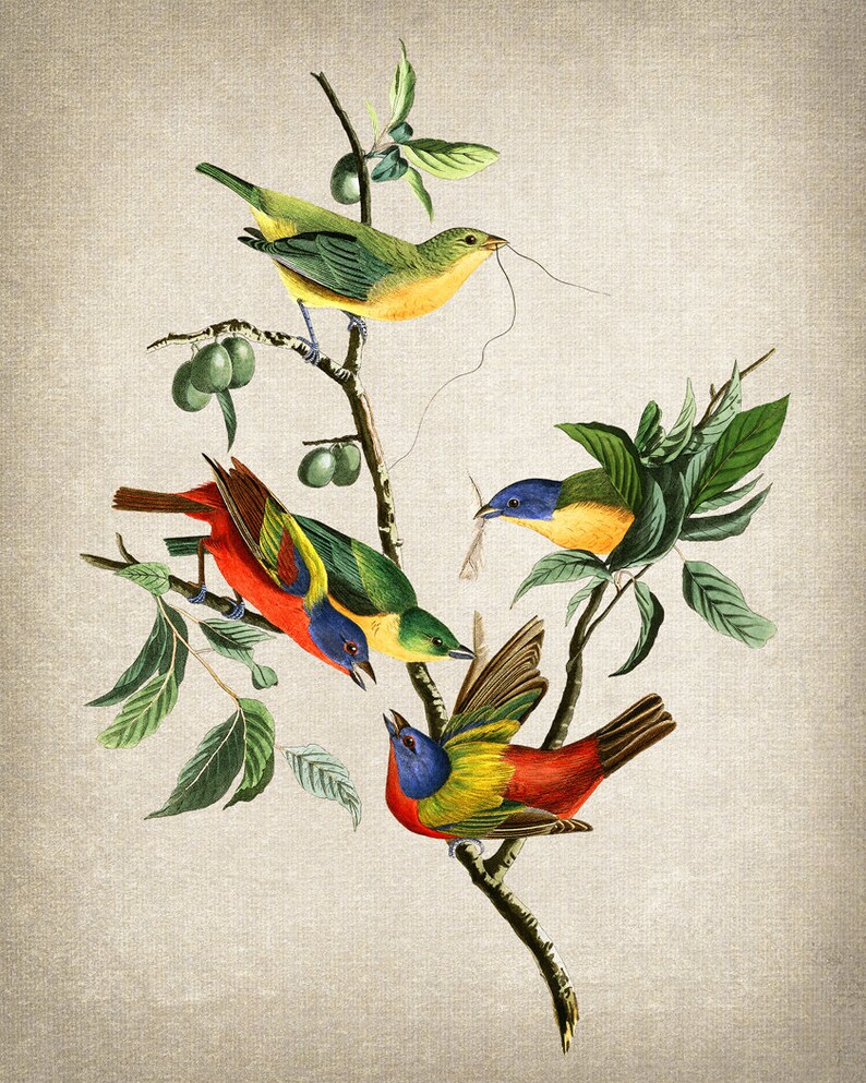 May include: A vintage illustration depicting four colourful birds perched on branches of a leafy tree. The birds are a vibrant mix of red, yellow, blue, and green.