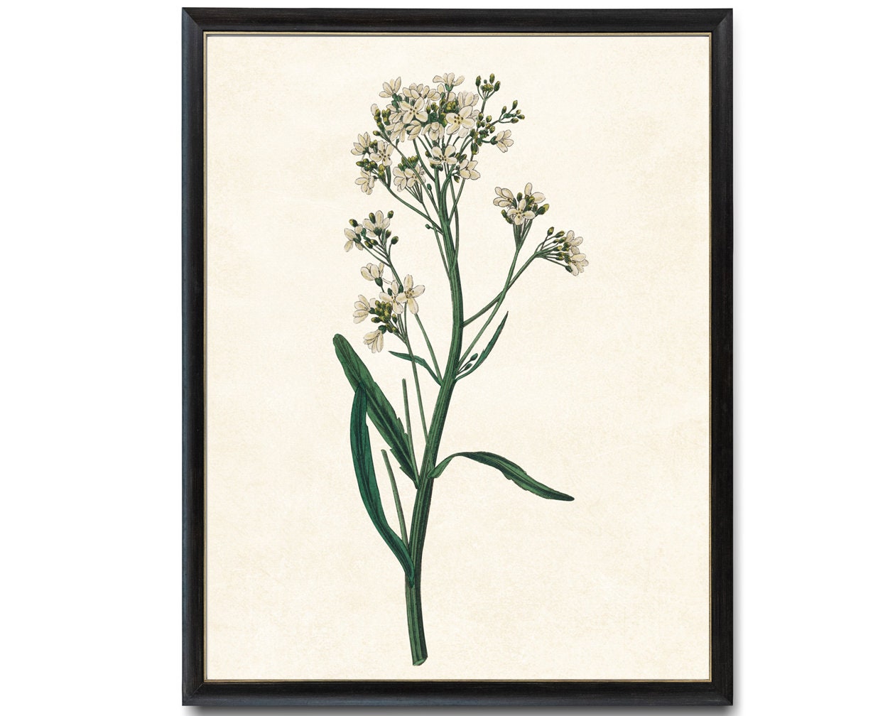 Digital Download 8x10 Art Print / Flowering Horseradish Plant