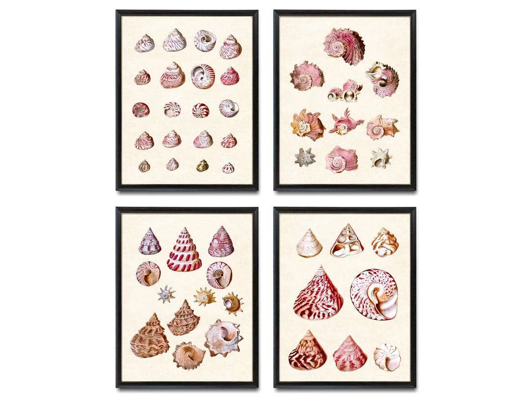 Shell Prints Small Shells Set of 4 Pink Shells Digital Prints, Antique Seashell Illustrations ...