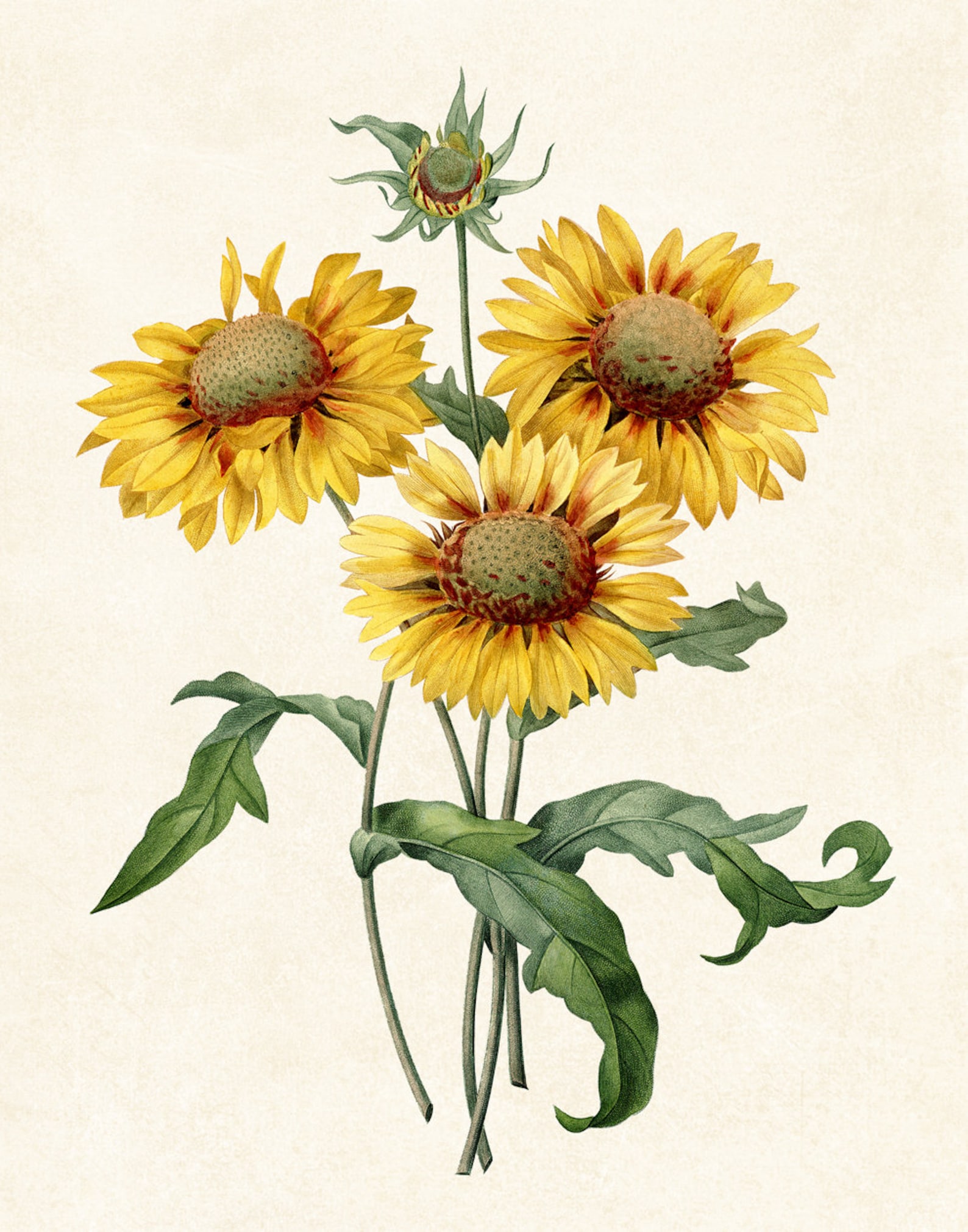 11x14 Yellow Flowers Printable Vintage Illustration Blanket Etsy