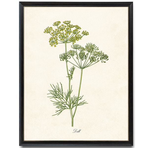 Dill Flowering Herb / Digital Download 8x10 Art Print / Vintage Herbal Botanical Illustration Printable Kitchen Wall Art