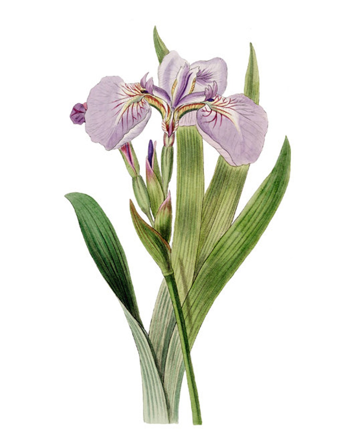 Purple Flower Prints Vintage Illustrations Botanical Wall Etsy