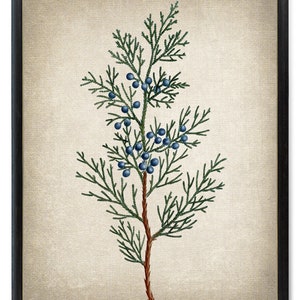 Virginian Juniper Digital Print, Vintage Illustration, Red Cedar Branch, Printable Botanical Wall Art INSTANT DOWNLOAD