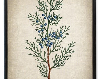 Virginian Juniper Digital Print, Vintage Illustration, Red Cedar Branch, Printable Botanical Wall Art INSTANT DOWNLOAD
