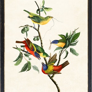 May include: A vintage illustration depicting four colourful birds perched on branches of a leafy tree. The birds are a vibrant mix of red, yellow, blue, and green.