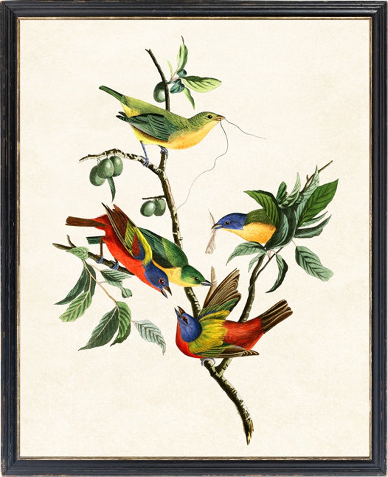 May include: A vintage illustration depicting four colourful birds perched on branches of a leafy tree. The birds are a vibrant mix of red, yellow, blue, and green.