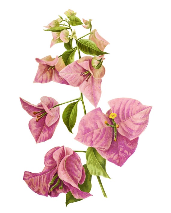 Pink Bougainvillea Printable, Vintage Flower Illustration
