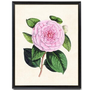 Pink Camellia Digital Print, Vintage Flower Illustration, Printable Botanical Wall Art INSTANT DOWNLOAD